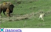 фильм Долина гризли / Grizzly Cauldron / Yellowstone Battleground (2010) HDTVRip / 1.13 Gb