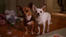 Крошка из Беверли-Хиллз 2 / Beverly Hills Chihuahua 2 (2011) DVDRip