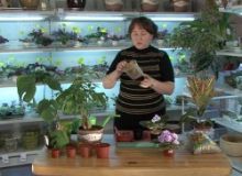 Уход за комнатными растениями: 33 незаменимых совета (2009) DVDRip